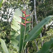 Another beautiful flower of the jungle